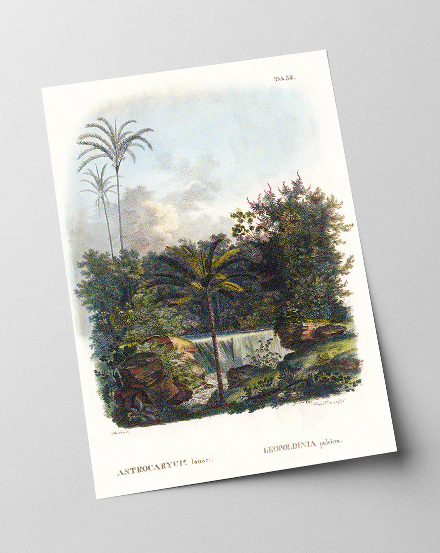 Astrocaryum - Dschungel