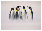 Pinguine im Schnee