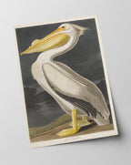 John James Audubon - Pelikan