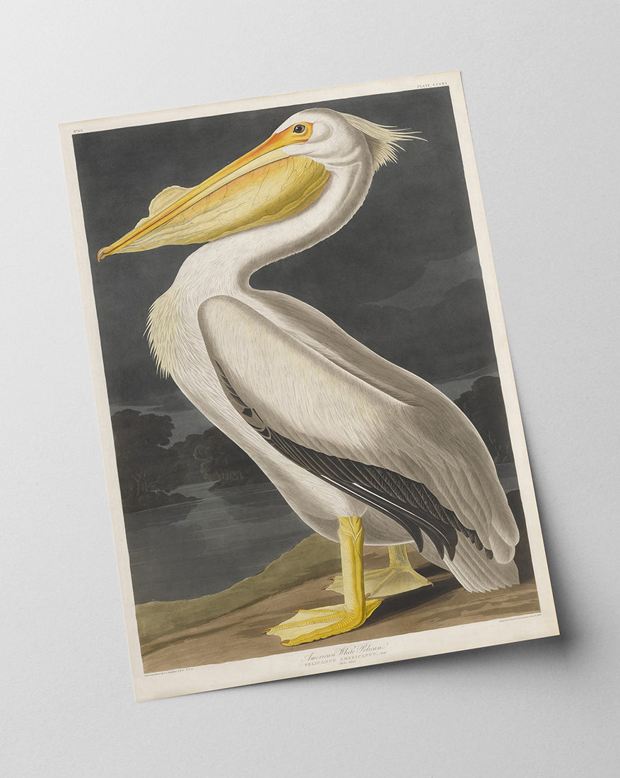 John James Audubon - Pelikan