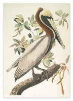 John James Audubon - Pelikan am Baum