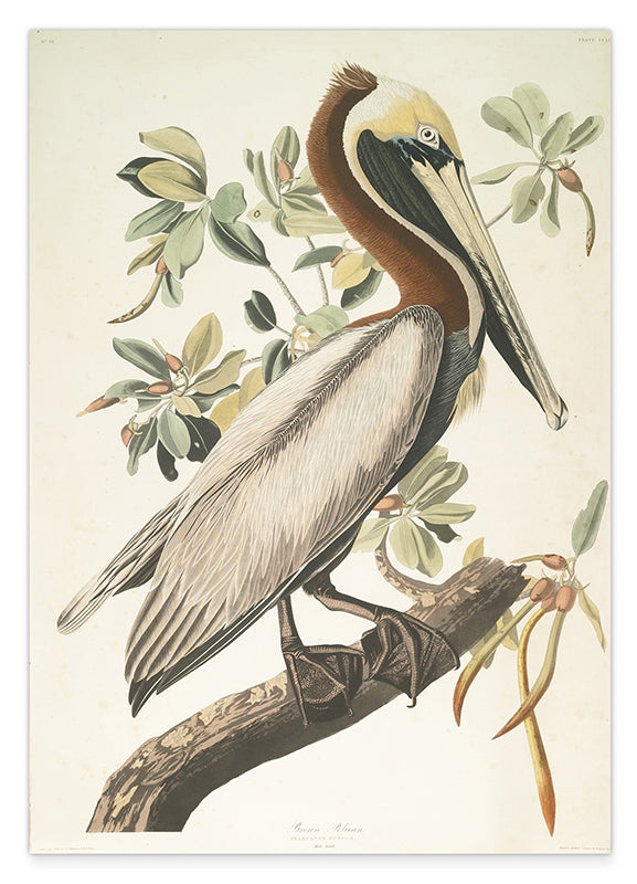 John James Audubon - Pelikan am Baum
