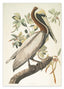 John James Audubon - Pelikan am Baum