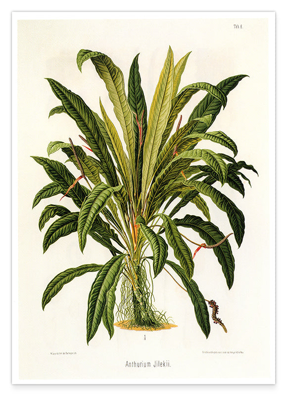 Anthurium Jilekii - Tropenpflanze