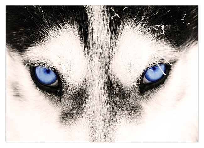 Blaue Husky-Augen Hover Image