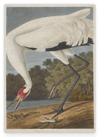 John James Audubon - Storch auf Nahrungssuche
