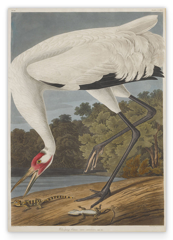 John James Audubon - Storch auf Nahrungssuche