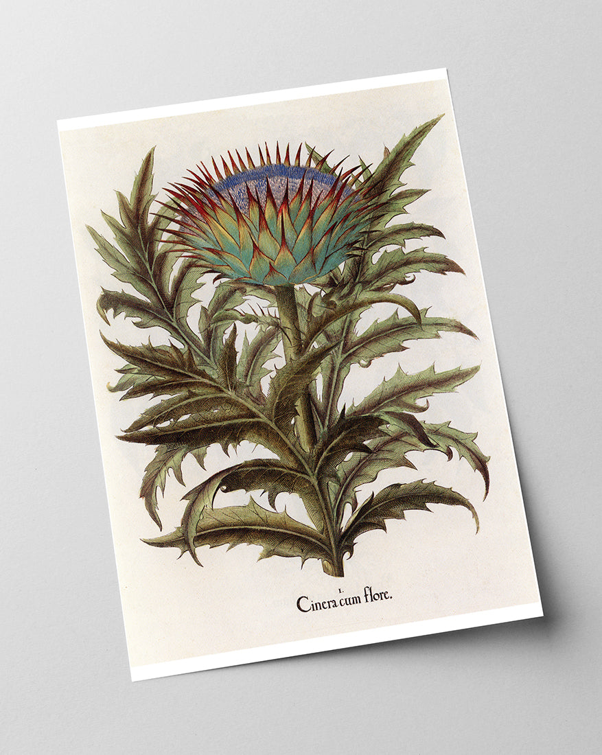 Cinera Cum Flore - Distelblüte