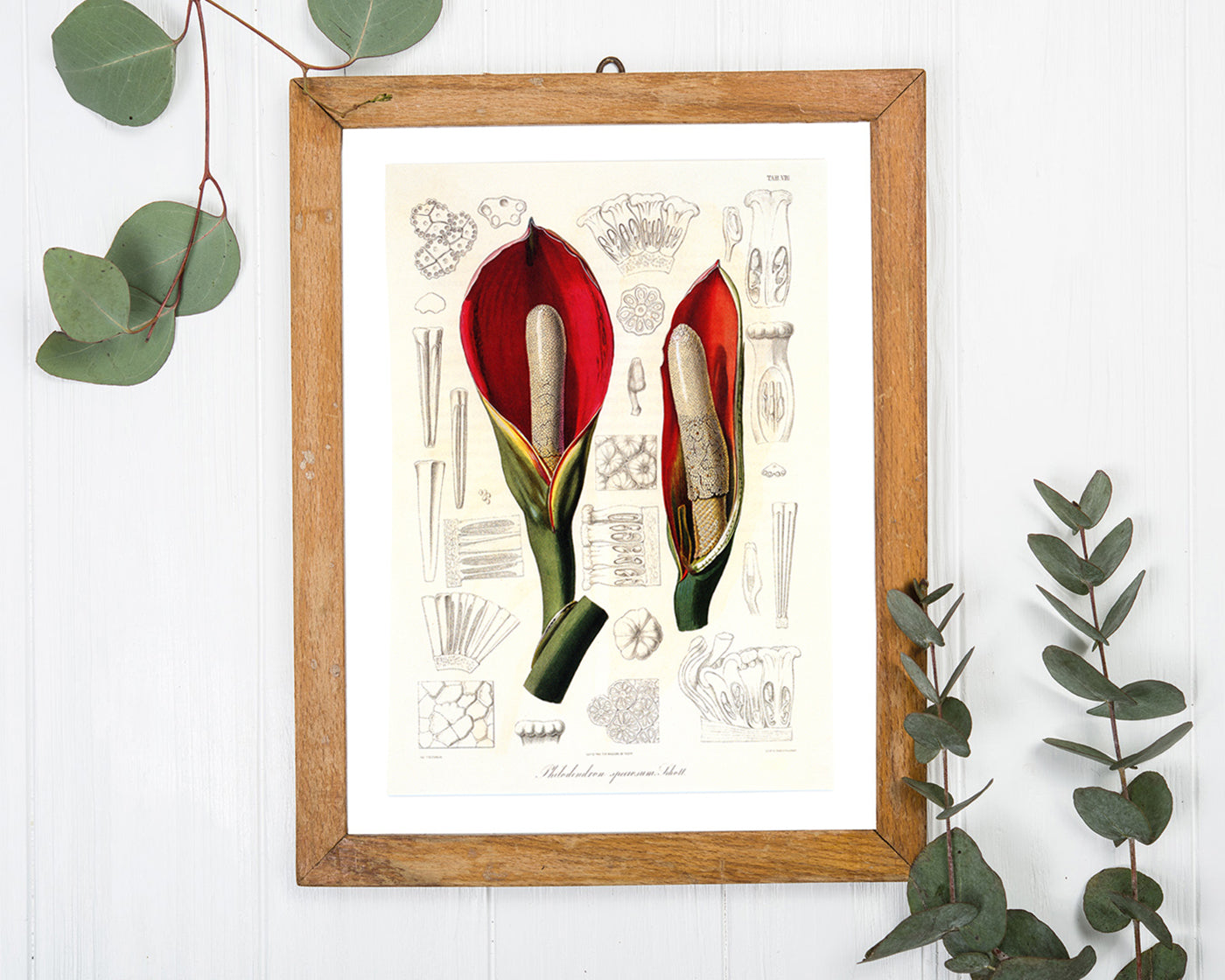 Blüte mit Blütenstil - Eine Analyse