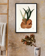 Acrostichum Stemaria - Mangroven Farn