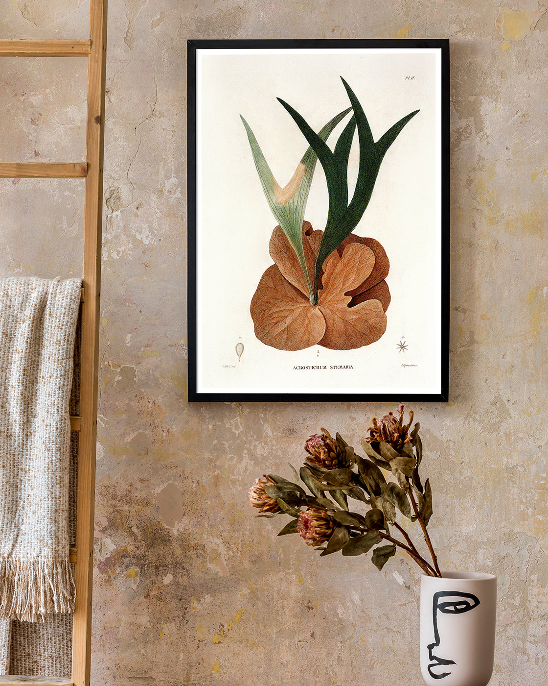 Acrostichum Stemaria - Mangroven Farn