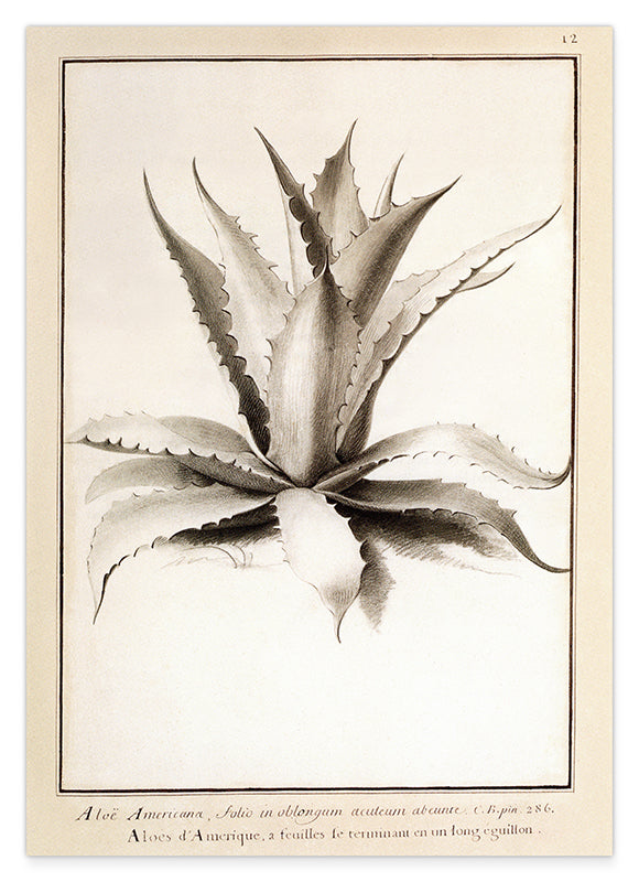 Aloe Americana - Agave