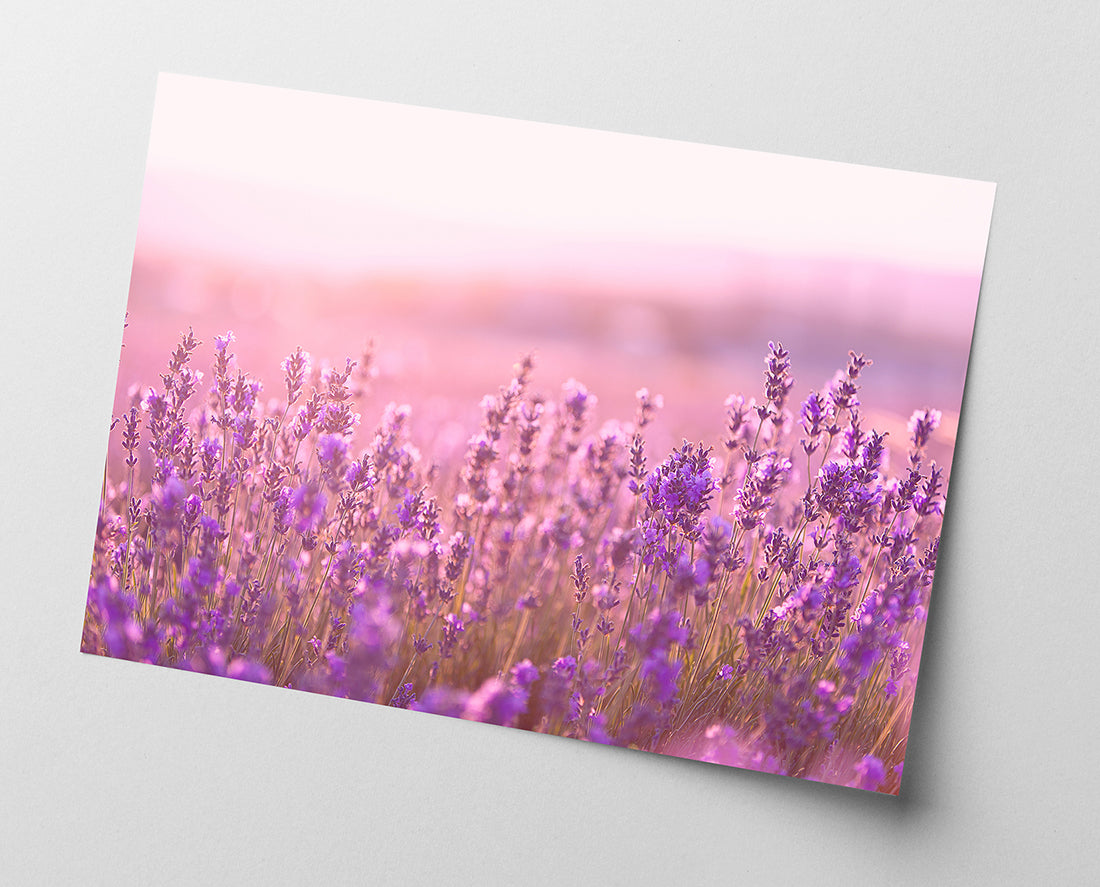 Flieder - Nahaufnahme