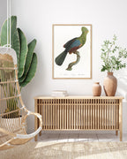 François Levaillant - Grüner Paradiesvogel