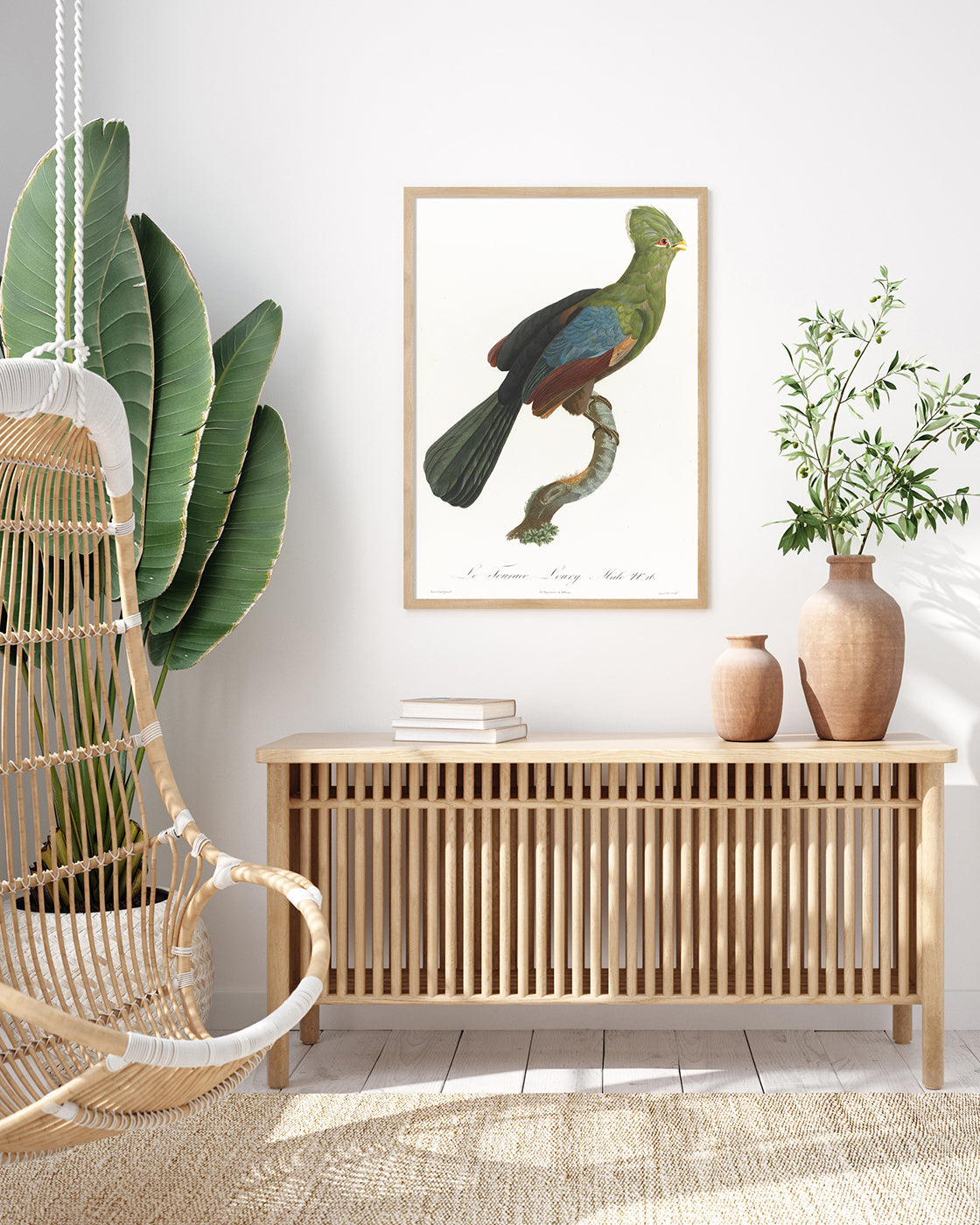 François Levaillant - Grüner Paradiesvogel