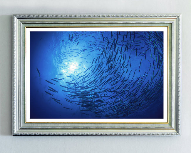 Fischschwarm im Ozean Main Image