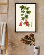 Ribes - Johannisbeer-Zweig