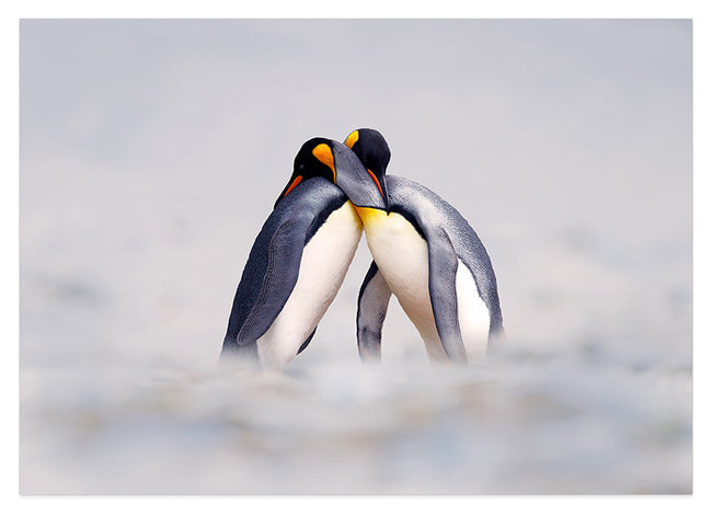 Kuschelnde Pinguine Hover Image