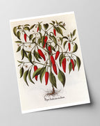 Piper Indicum Medium - Paprikagewächs
