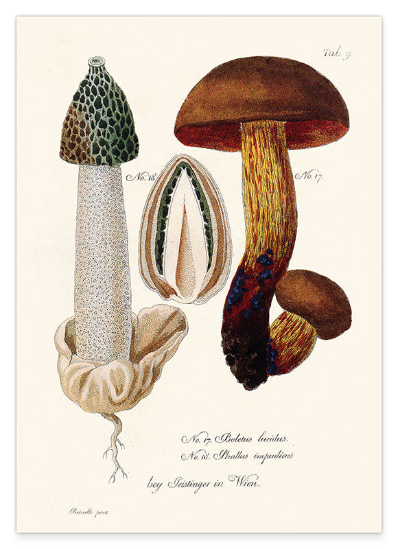 Pilzstudie: Netzstieliger Hexen-Röhrling und Gemeine Stinkmorchel Hover Image