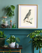 François Levaillant - Grauer Vogel