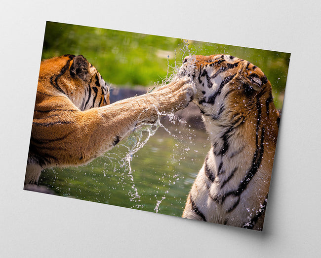 Spielende Tiger Main Image