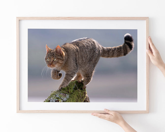 Wildkatze Main Image