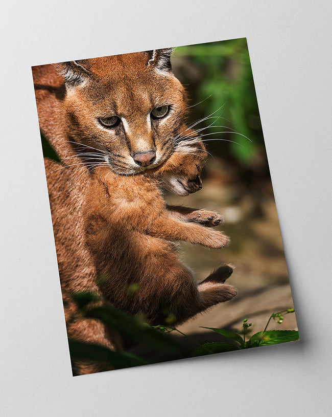 Karakal-Katze mit Baby Main Image