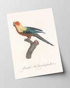 François Levaillant - Bunter Paradiesvogel