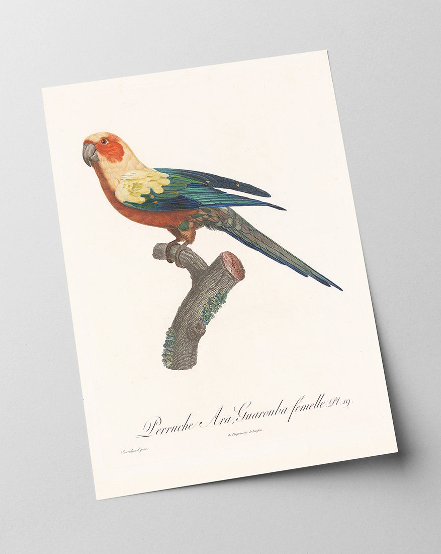 François Levaillant - Bunter Paradiesvogel