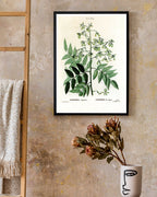 Sophora Japonica - Schnurbaum