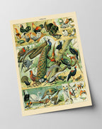 Adolphe Philippe Millot - Vogelarten