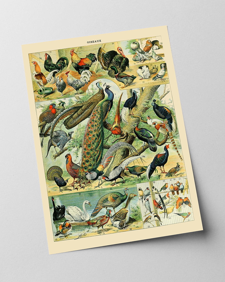 Adolphe Philippe Millot - Vogelarten