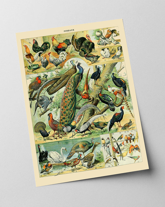 Adolphe Philippe Millot - Vogelarten Main Image
