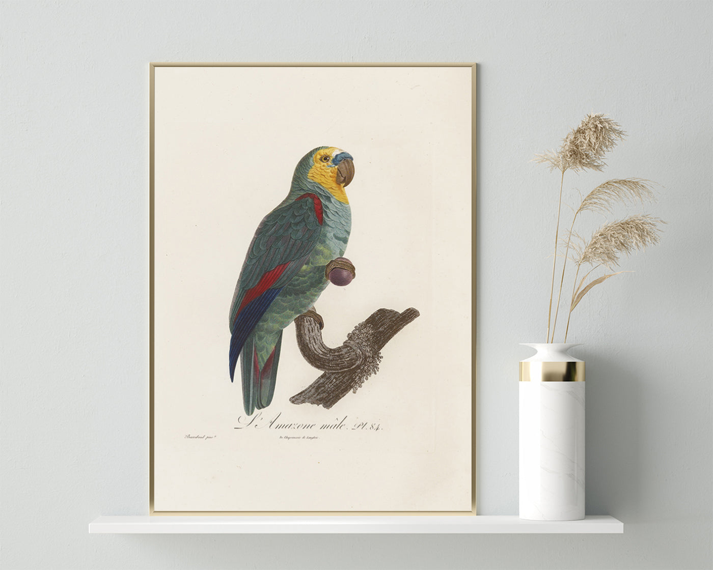 François Levaillant - Paradiesvogel