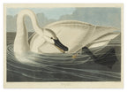John James Audubon - Schwan auf Insektenjagd