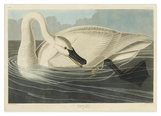 John James Audubon - Schwan auf Insektenjagd Hover Image