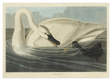 John James Audubon - Schwan auf Insektenjagd