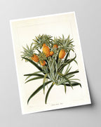 Ananas am Ananasbaum