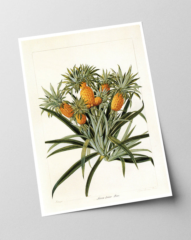 Ananas am Ananasbaum Main Image