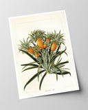 Ananas am Ananasbaum