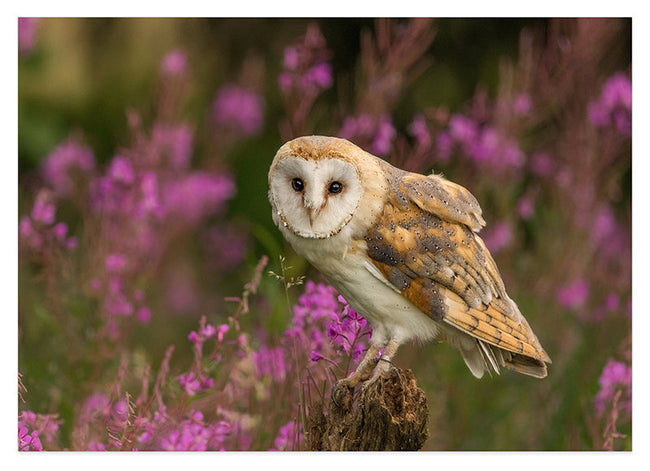 Eule in Blumenlandschaft Hover Image