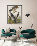 John James Audubon - Drei Greifvogelarten