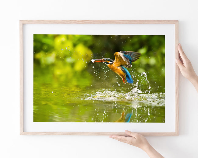 Jagender Eisvogel am Wasser Main Image