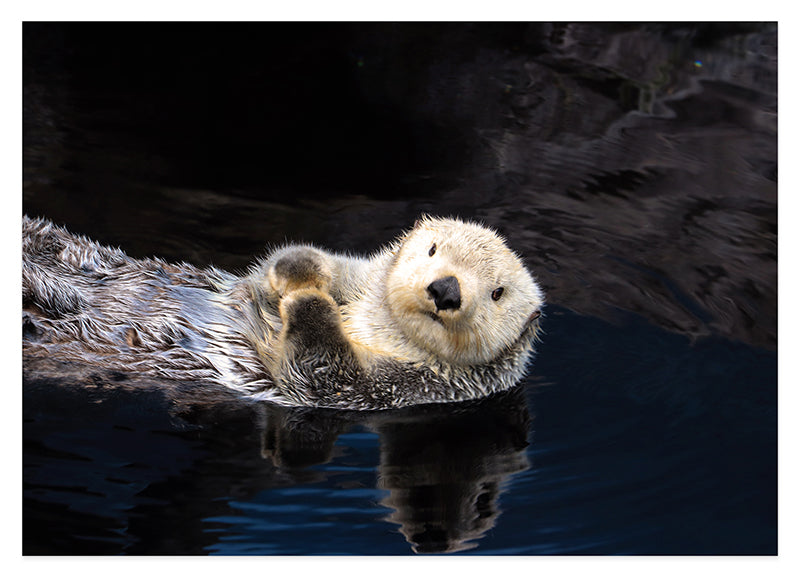 Schwimmender Seeotter