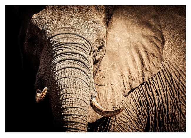 Elefant - Nahaufnahme Hover Image