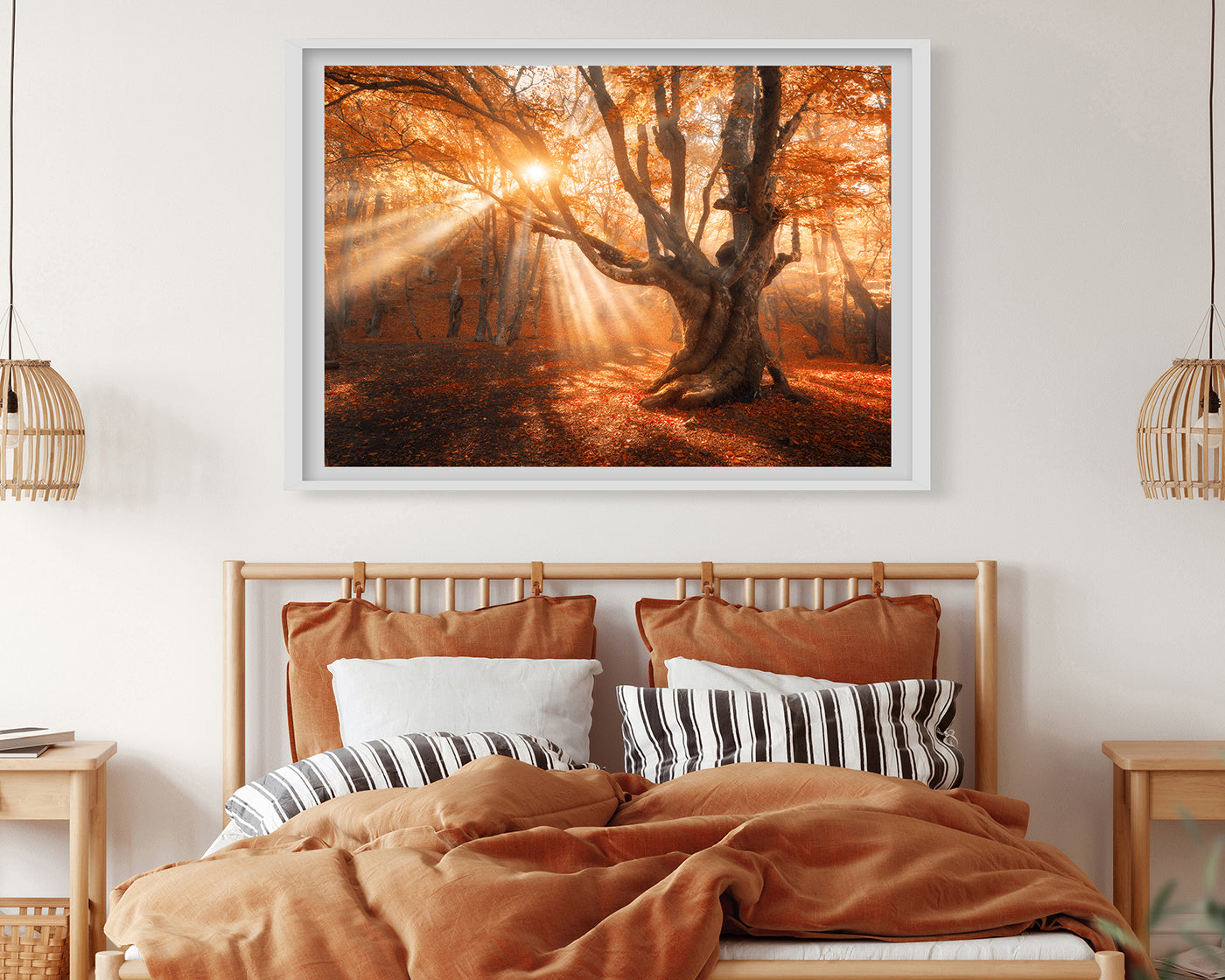 Sonnenstrahlen im Wald