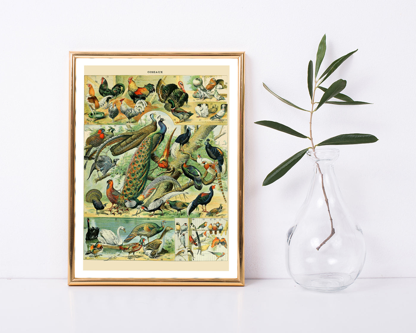 Adolphe Philippe Millot - Vogelarten