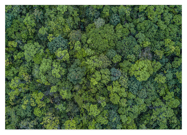 Baumkronen von oben Hover Image