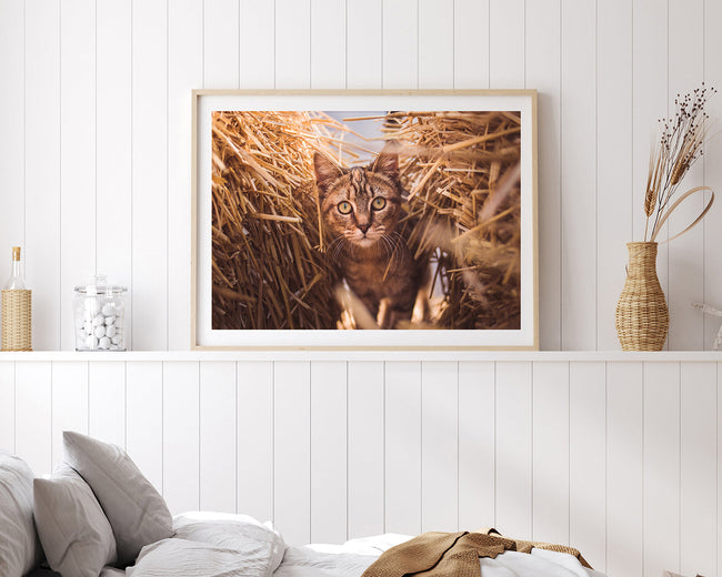 Katze im Stroh Main Image